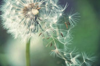 Paardenbloem met vliegende paraplu
