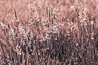 Wild meadow with grasses - Mocha mousse by Silva Wischeropp thumbnail