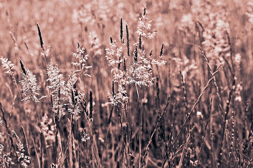 Wild meadow with grasses - Mocha mousse by Silva Wischeropp