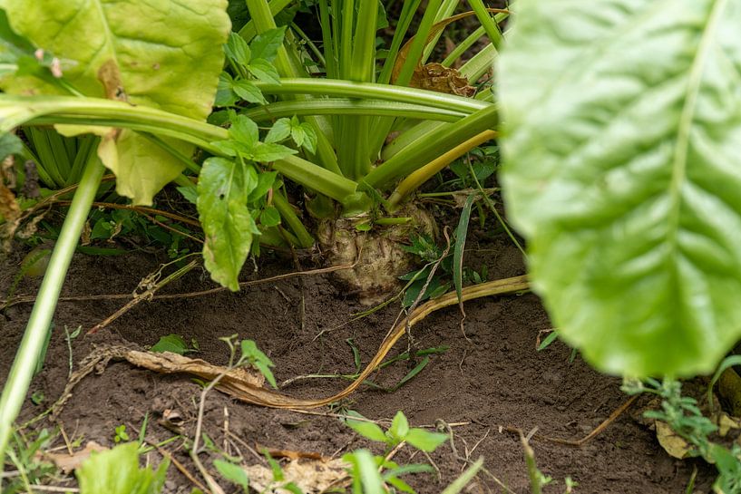 Beets by Maaike Krimpenfort