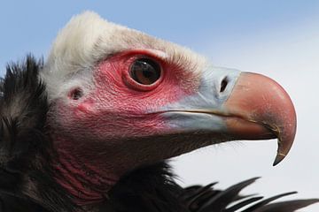 Witkopgier (Trigonoceps occipitalis) van Ronald Pol