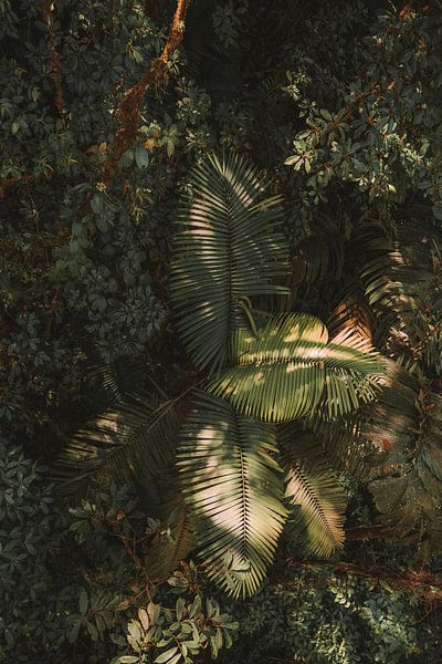 Leafs du Costa Rica par Sebastiaan Hollaar