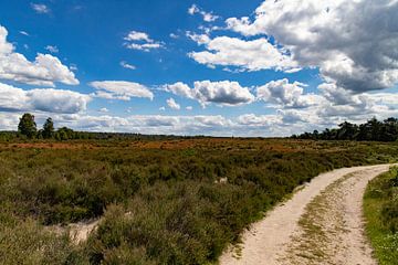 Verdwalen in de Schoonheid: De Betoverende Sprengenberg en haar Uitgestrekte Heide van Remco Ditmar