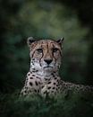 Cheeta van Marc van Tilborg thumbnail