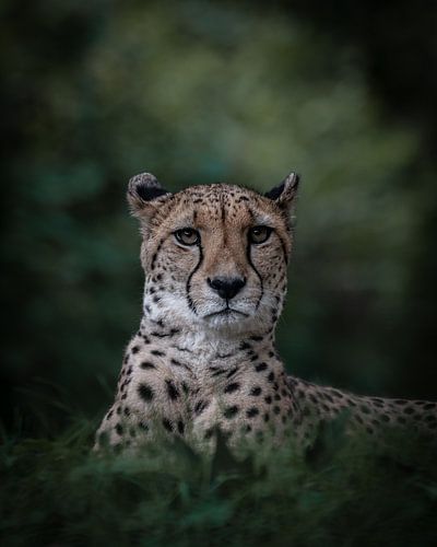 Cheeta von Marc van Tilborg