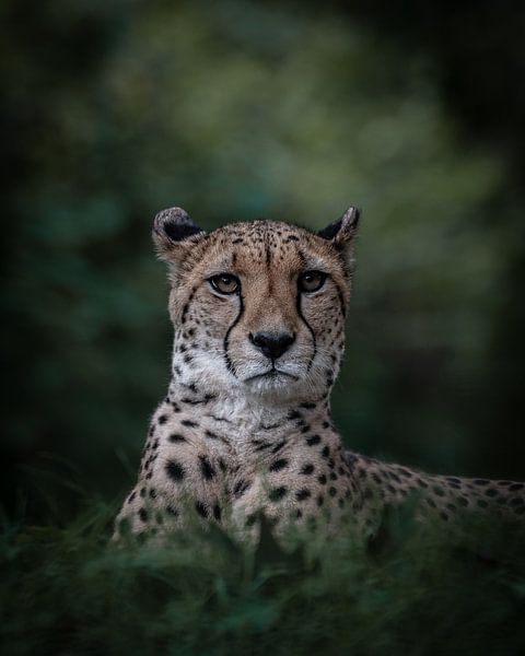 Cheeta van Marc van Tilborg