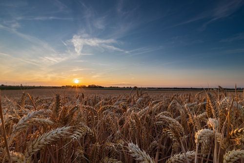 Grain field during the golden hour