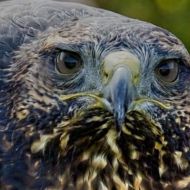 Je vous regarde... sur Jan Enthoven Fotografie