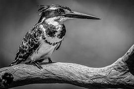 Bunter Eisvogel, Wami-Fluss, Tansania von Arjan Warmerdam