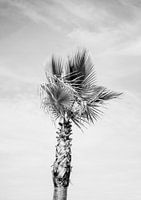 Pal tree black and white