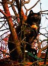 The Feline Lookout by Dorothy Berry-Lound thumbnail