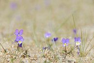 Duinviooltje met paarse bloemetjes in het zand van iPics Photography thumbnail