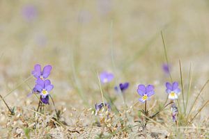 Viola canina sur iPics Photography