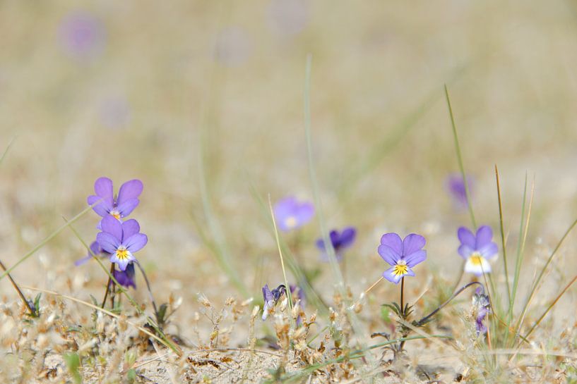 Duinviooltje met paarse bloemetjes in het zand van iPics Photography