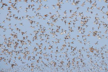 Rosse grutto's in vlucht van Anja Brouwer Fotografie