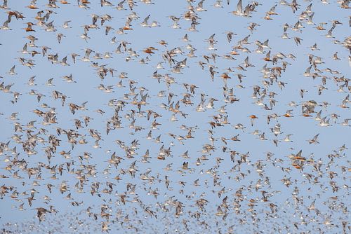 Rosse grutto's in vlucht