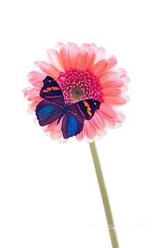 Een exotische vlinder op een bloem van Roland Brack