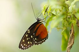 Butterfly by Agnes Meijer