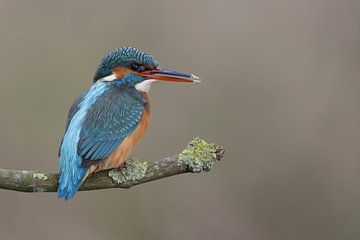 IJsvogel van Jaap Bakker