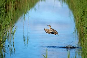 Wild duck by Ronald Wilfred Jansen