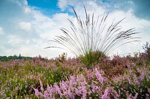 Blooming Heather plants coloring pink and purple