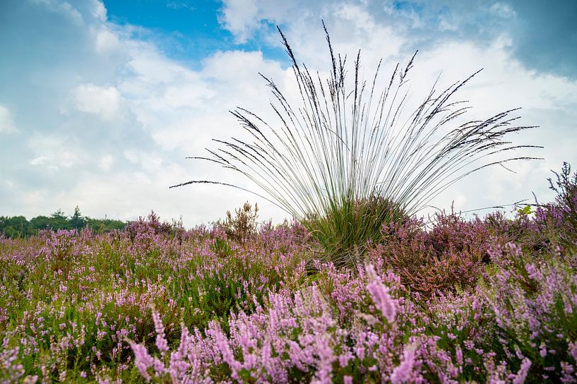 Bloeiende Heideplanten kleuren roze en paars van Sjoerd van der Wal Fotografie