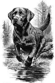 Labrador Retriever – Detaillierte Vintage-Strichzeichnung von NAIME ATELIER