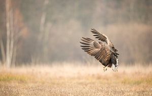 Wir nähern uns dem Seeadler!