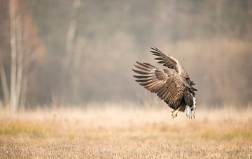 Approaching White-tailed Eagle!