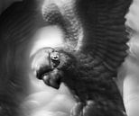 Papagaai von Paul Glastra Photography Miniaturansicht