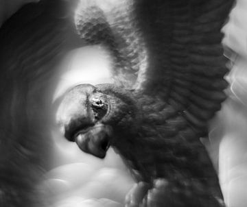 Papagaai van Paul Glastra Photography