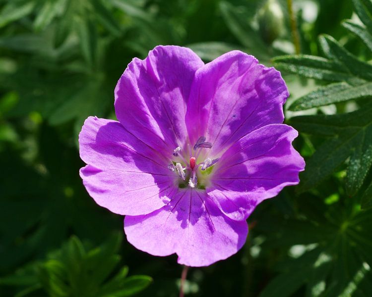 Eine rosa Gartenpelargonie. von Wim vd Neut