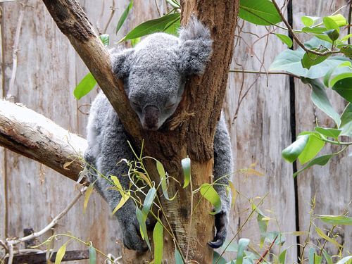 Koala dort.