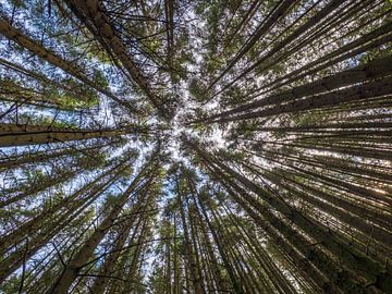 Pine trees reaching for the blue sky in Scotland by Luc V. de Zeeuw