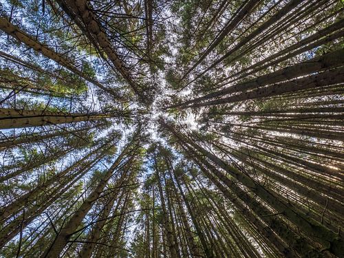 Pine trees reaching for the blue sky in Scotland