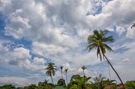 palmbomen steken af tegen de blauwe lucht van Tjeerd Kruse thumbnail