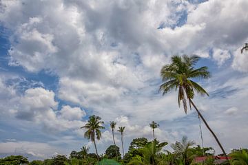 palmbomen steken af tegen de blauwe lucht