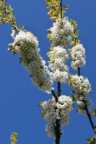 Cherry Blossom 1