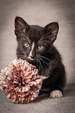 Kitten with flower by Knap Dier