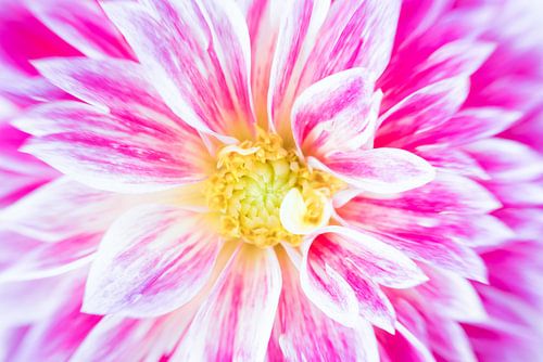 Dahlia in schilderachtige kleuren