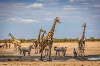 Treffen an einer Wasserstelle in Etosha, Namibia