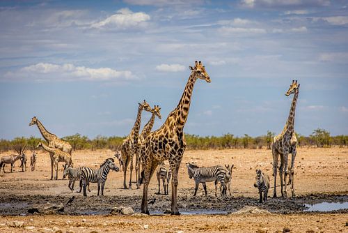 Treffen an einer Wasserstelle in Etosha, Namibia von Opmeer Reports
