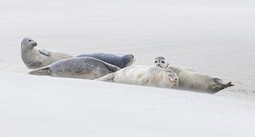 Group of resting harbour seals on the beach by Marcel Klootwijk