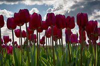 tulpen