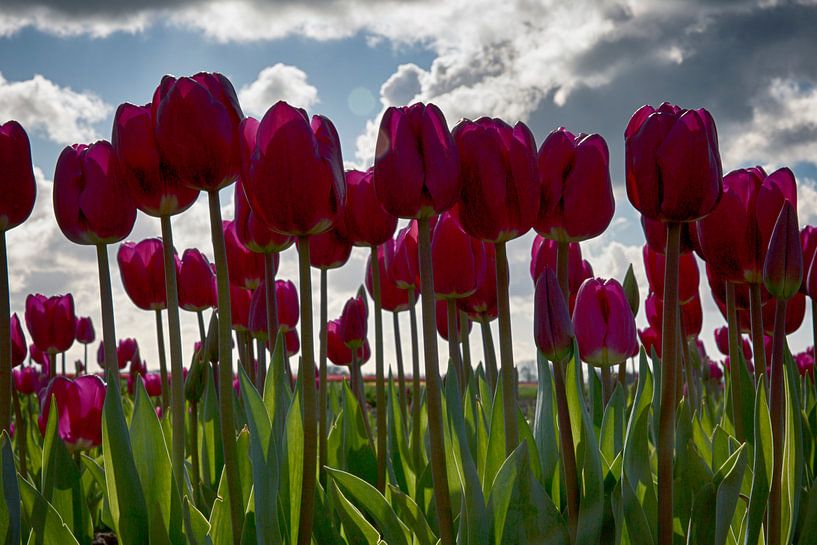 tulpen von Kerstin Lotze