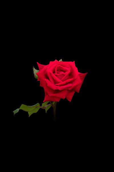 red rose on black background by Ribbi