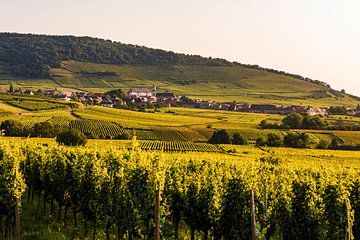 Wijngaarden in de buurt van Saint-Hipployte in de Elzas van Werner Dieterich