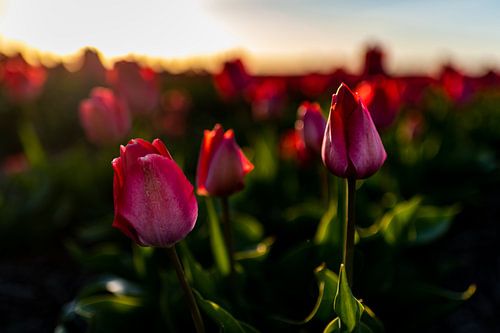 Kleurrijke hollandse tulpenvelden