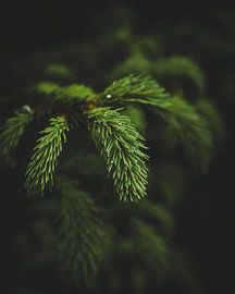 Drops in the Dark by The Utregter Photoraphy