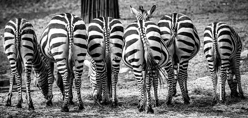 Back of a eating zebra herd